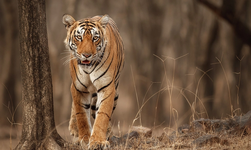 tiger-safari